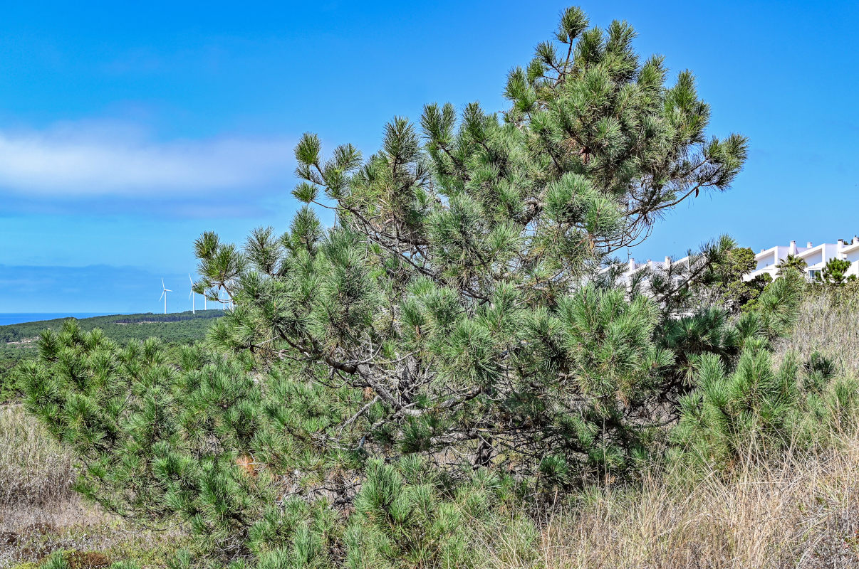 Изображение особи Pinus pinaster.