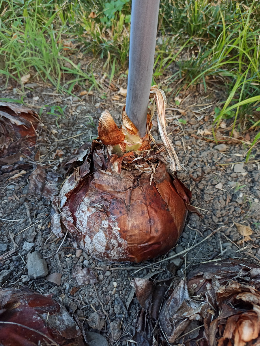 Image of genus Eremurus specimen.