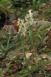 Orchis provincialis. Цветущее растение. Крым, Бахчисарайский р-н, окр. с. Соколиное. 5 мая 2013 г.