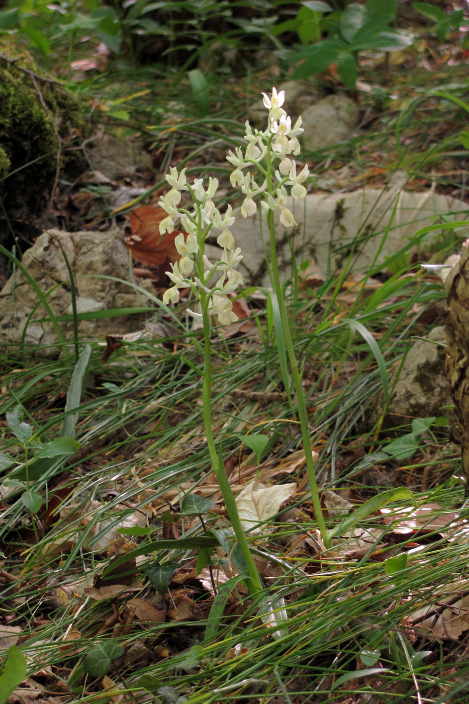 Изображение особи Orchis provincialis.