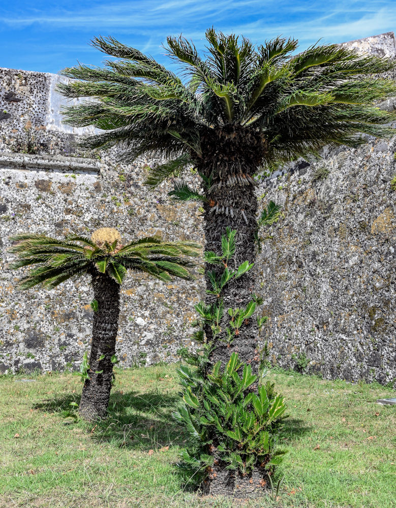 Изображение особи Cycas revoluta.