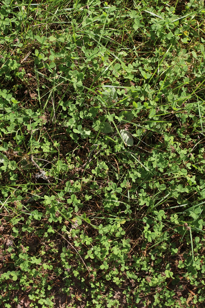 Image of Trifolium repens specimen.