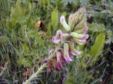 Astragalus acormosus