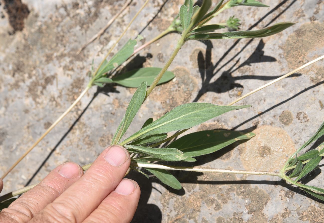 Image of Unknown species specimen.