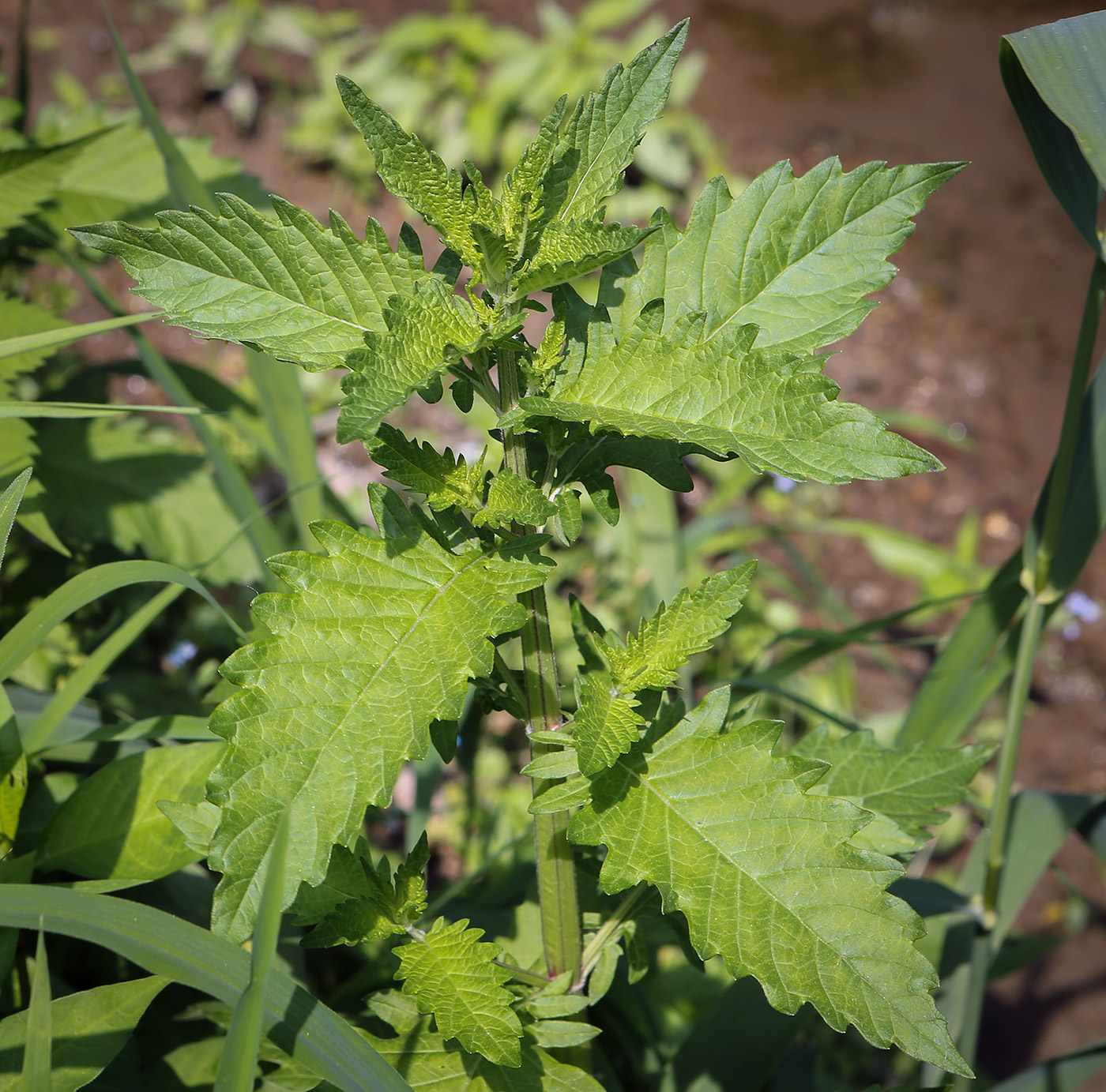 Image of Lycopus europaeus specimen.