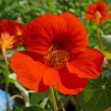 Tropaeolum majus. Цветок. Свердловская обл., окр. г. Североуральск, дачный участок. 01.08.2021.