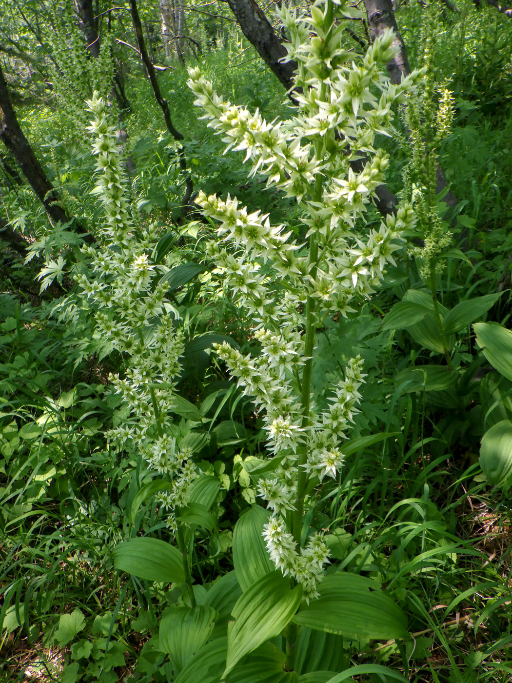 Изображение особи Veratrum dahuricum.