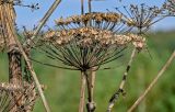 Heracleum sosnowskyi. Верхушка высохшего побега со зрелым соплодием. Тульская обл., Заокский р-н, окр. дер. Дворяниново, окраина залежи. 07.09.2025.