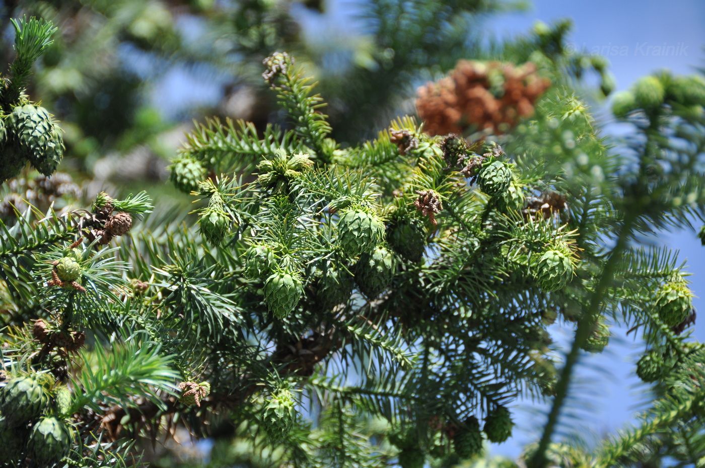 Изображение особи Cunninghamia lanceolata.
