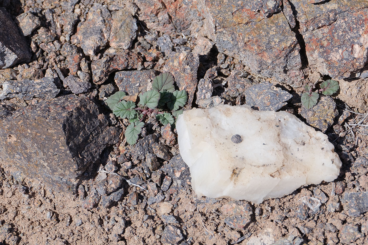 Image of Erodium oxyrhynchum specimen.