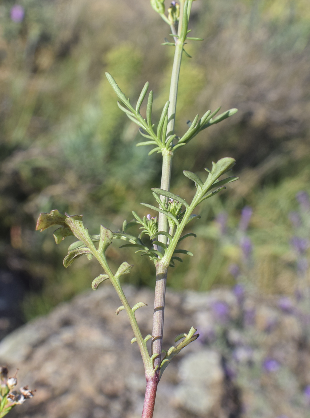 Image of Centranthus calcitrapae specimen.