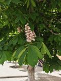 Aesculus hippocastanum. Соцветия и листья. Волгоград, бул. Энгельса 26, озеленение. 15.05.2026.