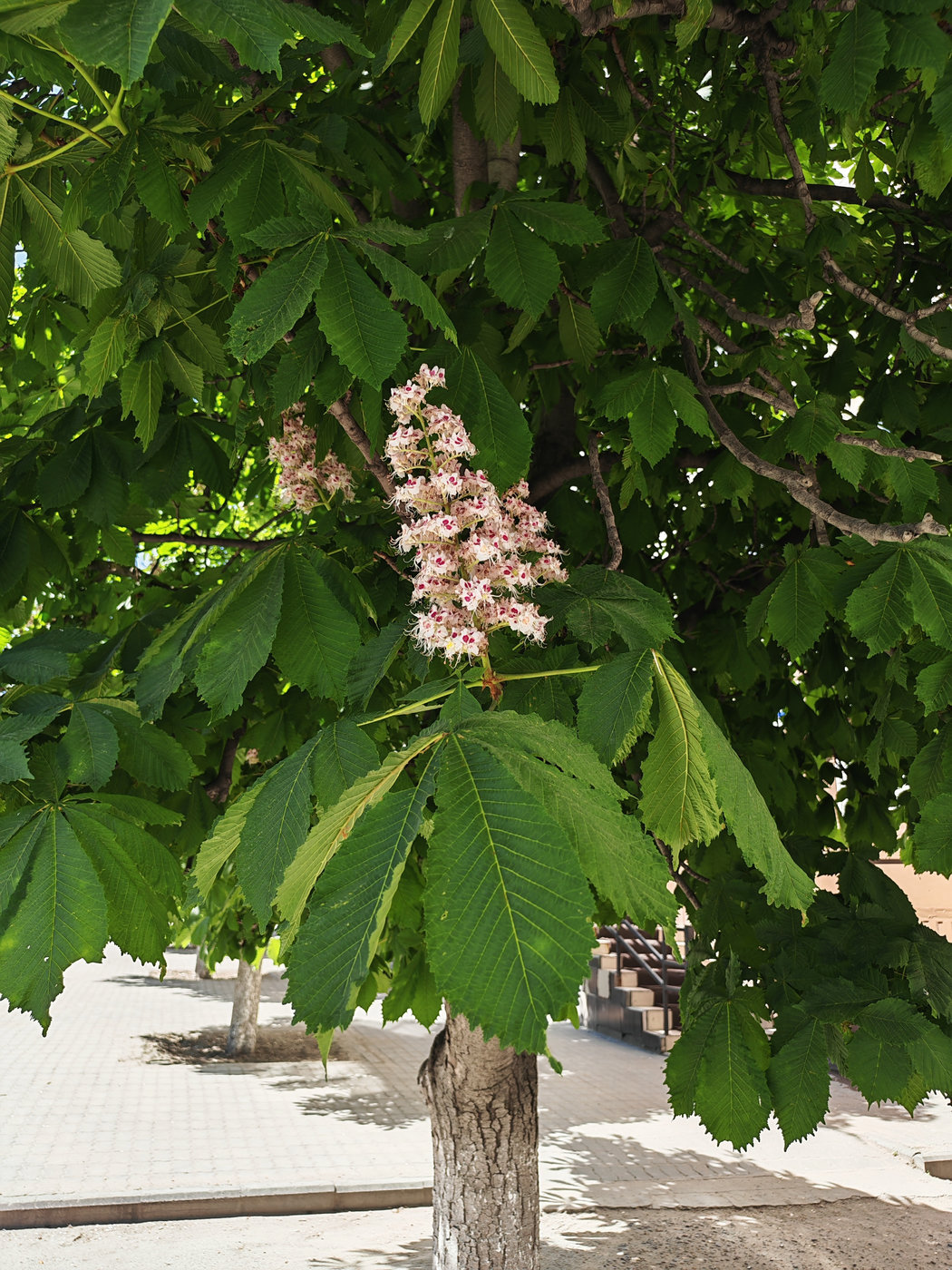 Изображение особи Aesculus hippocastanum.