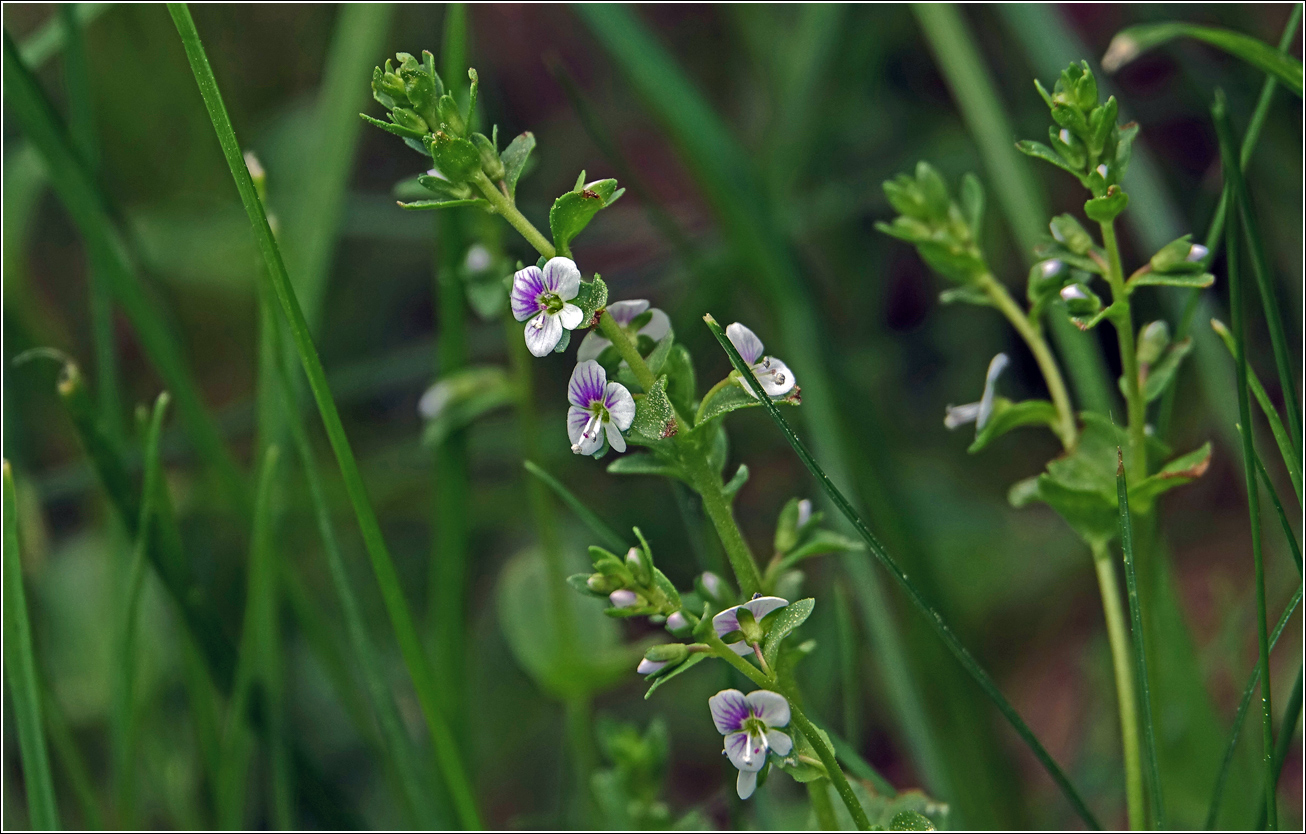 Image of Veronica filiformis specimen.