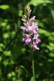 genus Dactylorhiza. Соцветие с цветками и бутонами. Ленинградская обл., Кировский р-н, пос. Дачное, в траве под деревьями. 19.06.2026.