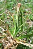 familia Cyperaceae. Сорванное расцветающее растение. Грузия, край Самцхе-Джавахети, Ниноцминдский муниципалитет, юго-восточный склон горы Патара-Абули, окр. крепости Кероглы, выс. ок. 2450 м н.у.м. 7 июня 2026 г.
