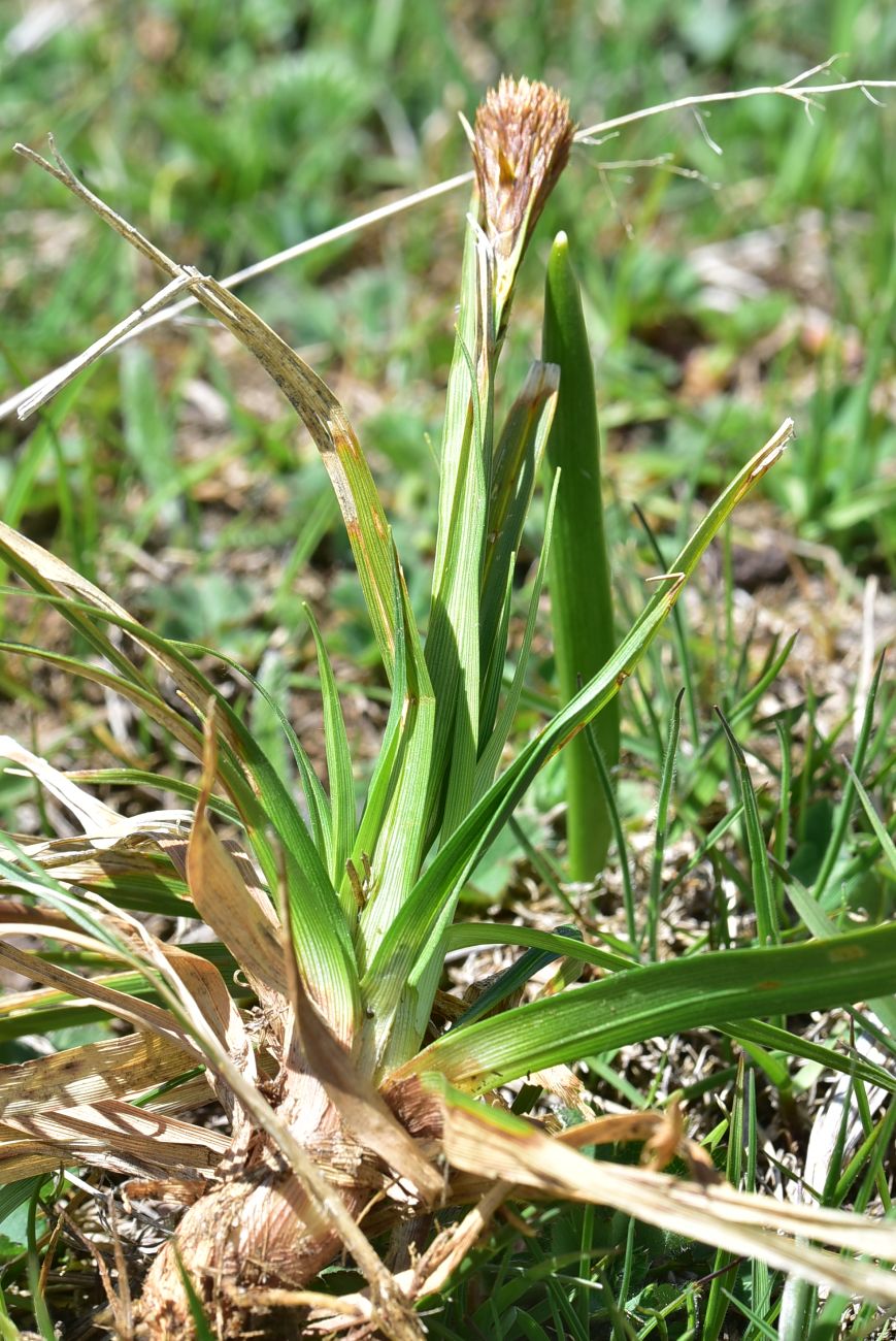 Image of familia Cyperaceae specimen.