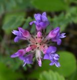 Astragalus danicus. Соцветие. Тульская обл., Богородицкий р-н, пос. Товарковский, дер. Лёвинка, переувлажнённый луг. 31.05.2026.