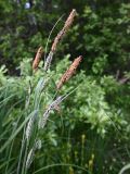 Carex acuta. Верхушки побегов с соцветиями. Карелия, г. Петрозаводск, берег Петрозаводской губы Онежского озера. 07.06.2026.