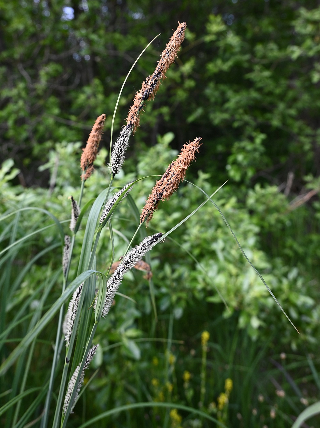 Image of Carex acuta specimen.