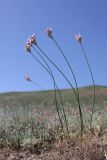 Allium inderiense
