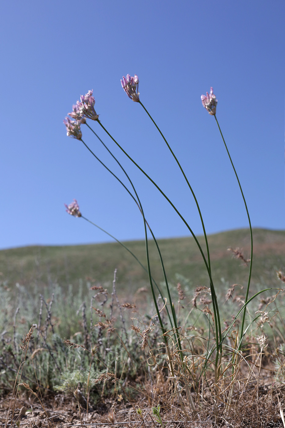Image of Allium inderiense specimen.