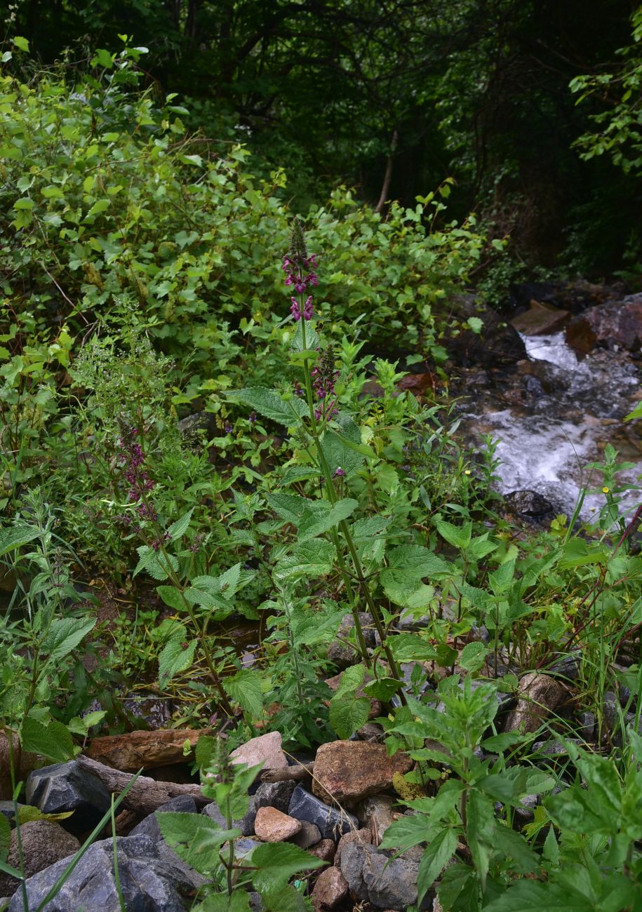 Изображение особи Stachys sylvatica.