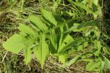 Cirsium oleraceum
