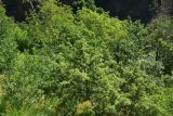 genus Juniperus. Вегетирующее растение. Турция, ил Артвин, окр. храма Отхта, на искусственной террасе, заросли. 13 июня 2026 г.