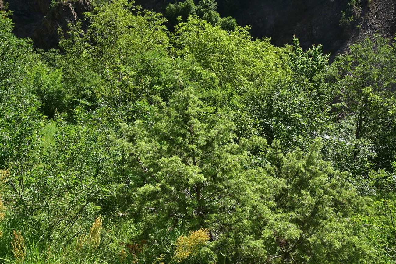 Image of genus Juniperus specimen.
