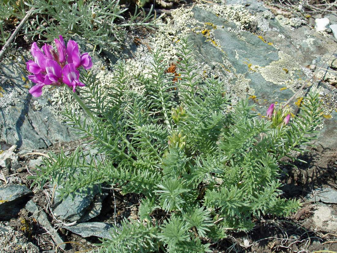 Изображение особи Oxytropis inaria.