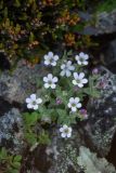 Gypsophila violacea. Цветки и бутоны (вверху Cassiope redowskii). Хабаровский край, Охотский р-н, гора Кадар, 980 м н.у.м., кустарничково-лишайниковая тундра среди курумника. 28.07.2026.