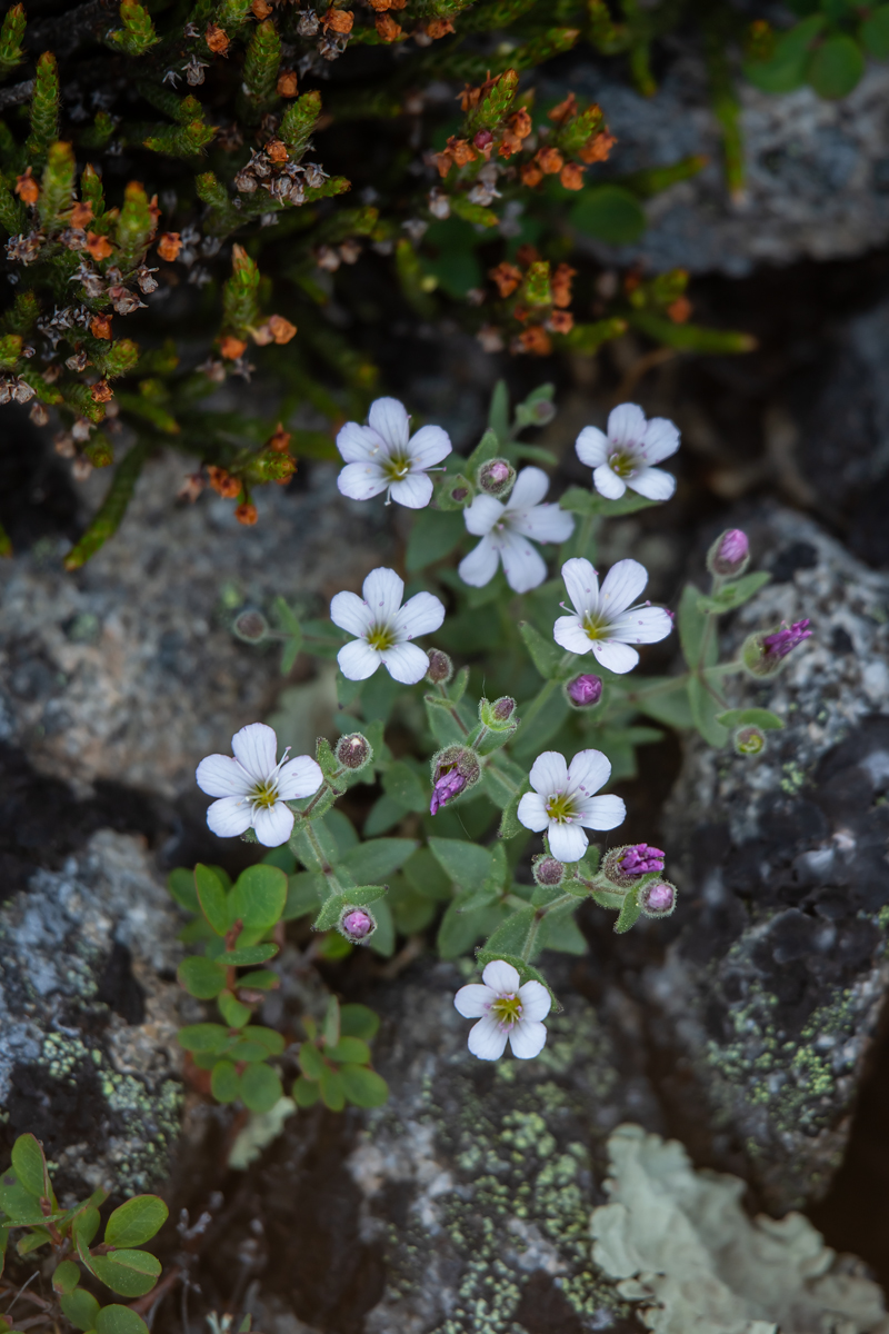 Изображение особи Gypsophila violacea.