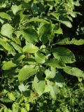 Salix caprea
