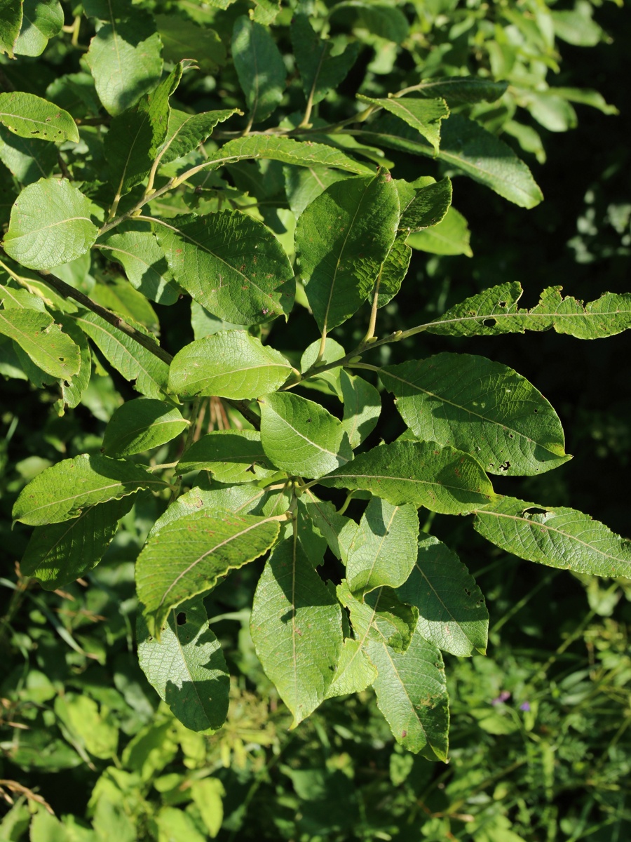 Image of Salix caprea specimen.