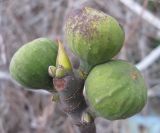 Ficus carica. Мужские соцветия (капрификусы) на мужском растении. Крым, Алушта, 11 февраля 2009 г.