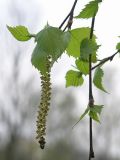 Betula pendula