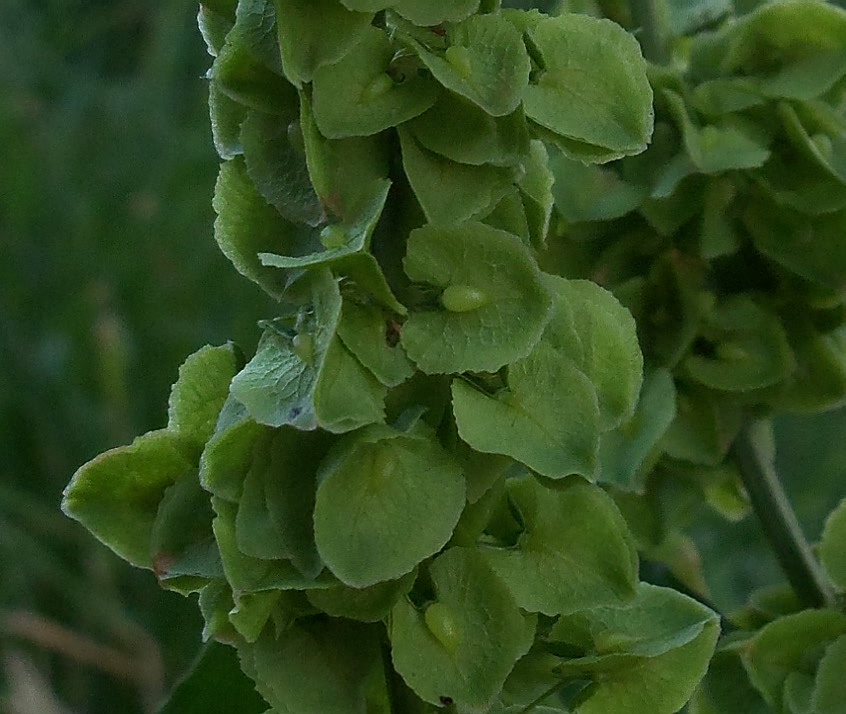 Image of Rumex patientia ssp. orientalis specimen.