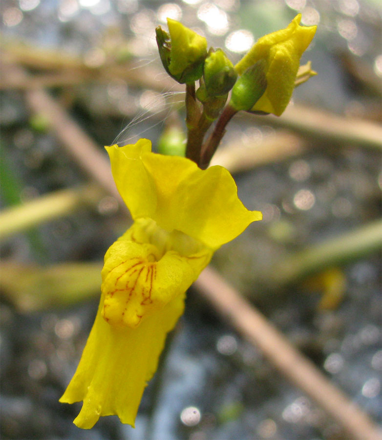 Image of Utricularia vulgaris specimen.