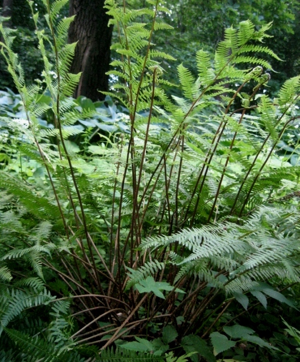 Изображение особи Athyrium sinense.