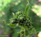 Picris hieracioides. Общее соцветие с нераскрывшимися соцветиями-корзинками. Украина, Киев, Южная Борщаговка, ул. Булгакова. 14 июня 2011 г.