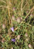 Trifolium arvense. Цветущие растения. Москва, Кузьминский парк, под ЛЭП. 14.07.2011.
