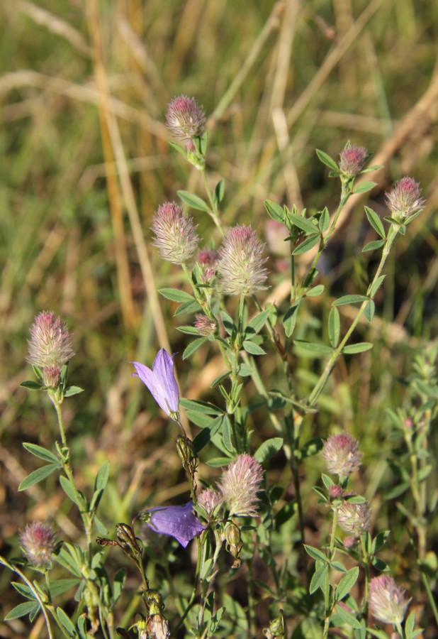 Изображение особи Trifolium arvense.