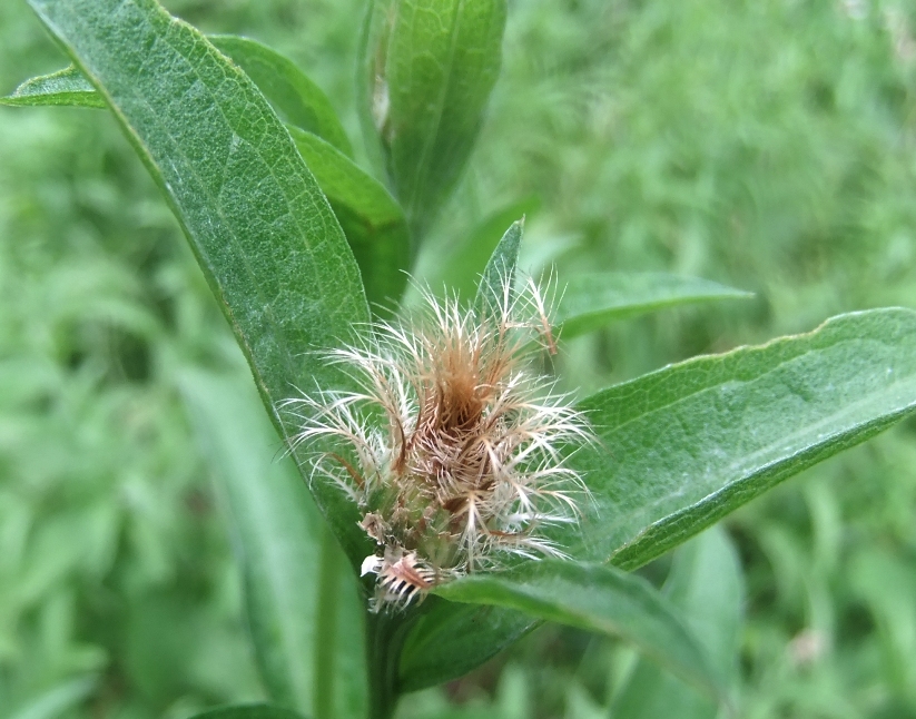 Изображение особи Centaurea abnormis.