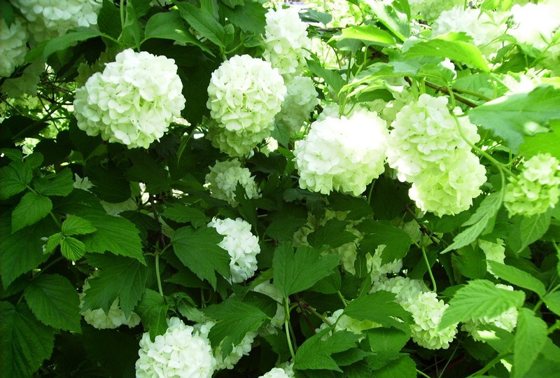 Изображение особи Viburnum opulus.