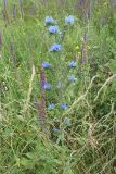 Echium vulgare