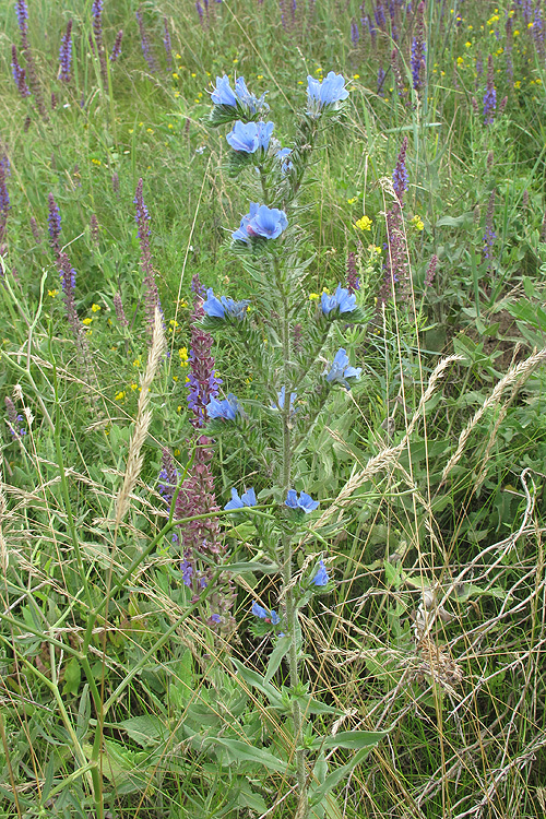 Изображение особи Echium vulgare.