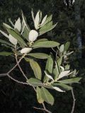 Salix &times; reichardtii