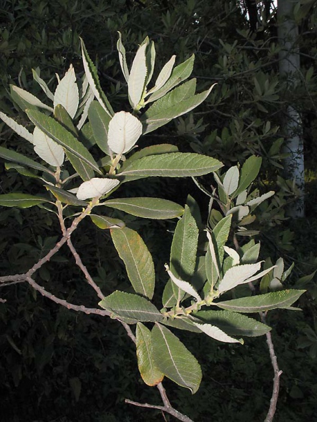 Image of Salix × reichardtii specimen.