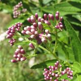 Eupatorium cannabinum